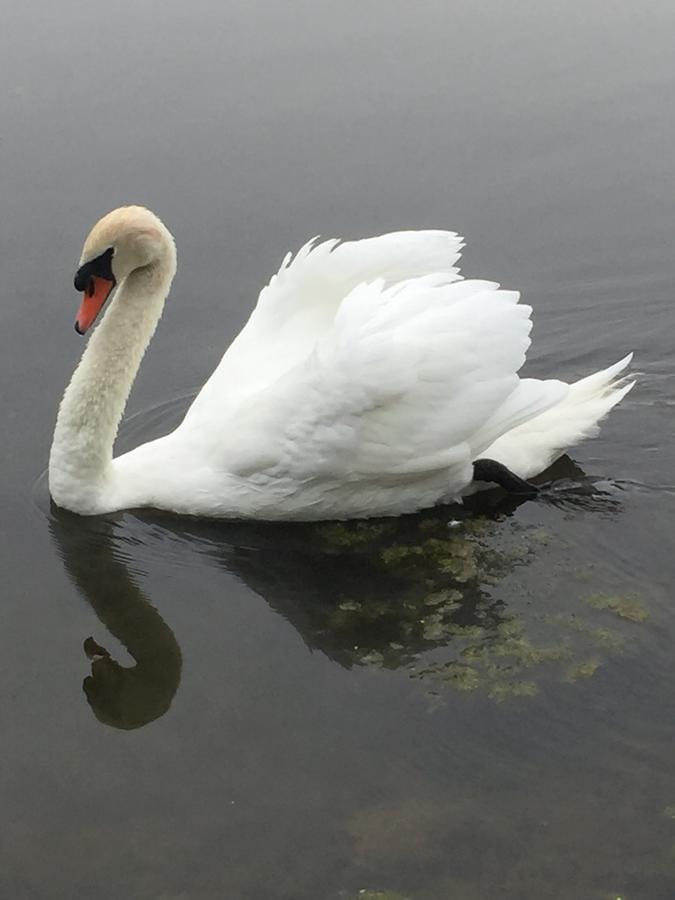 Swan Song Inn Marshfield Luaran gambar
